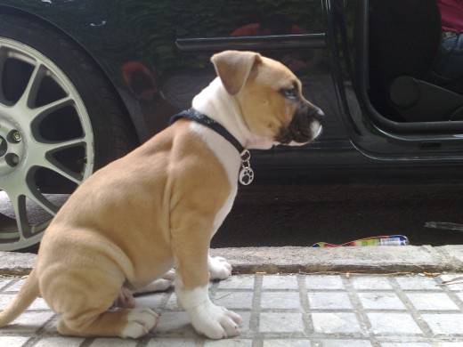 Otto con 2 meses.